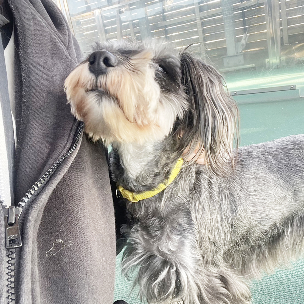 生徒が撮影したモデル犬♪②